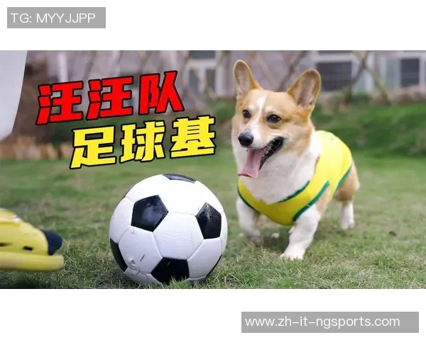 足球狗擦鞋的奇妙旅程与球场背后的故事